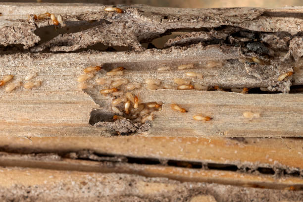 Best Commercial Pest Control Services  in Oberlin, KS
